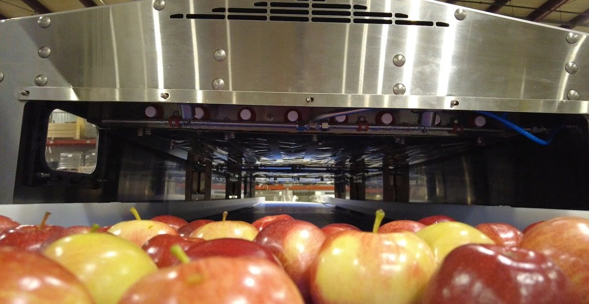 Apples on a conveyor entering the riveted stainless-steel hood of a Clean Works treatment chamber